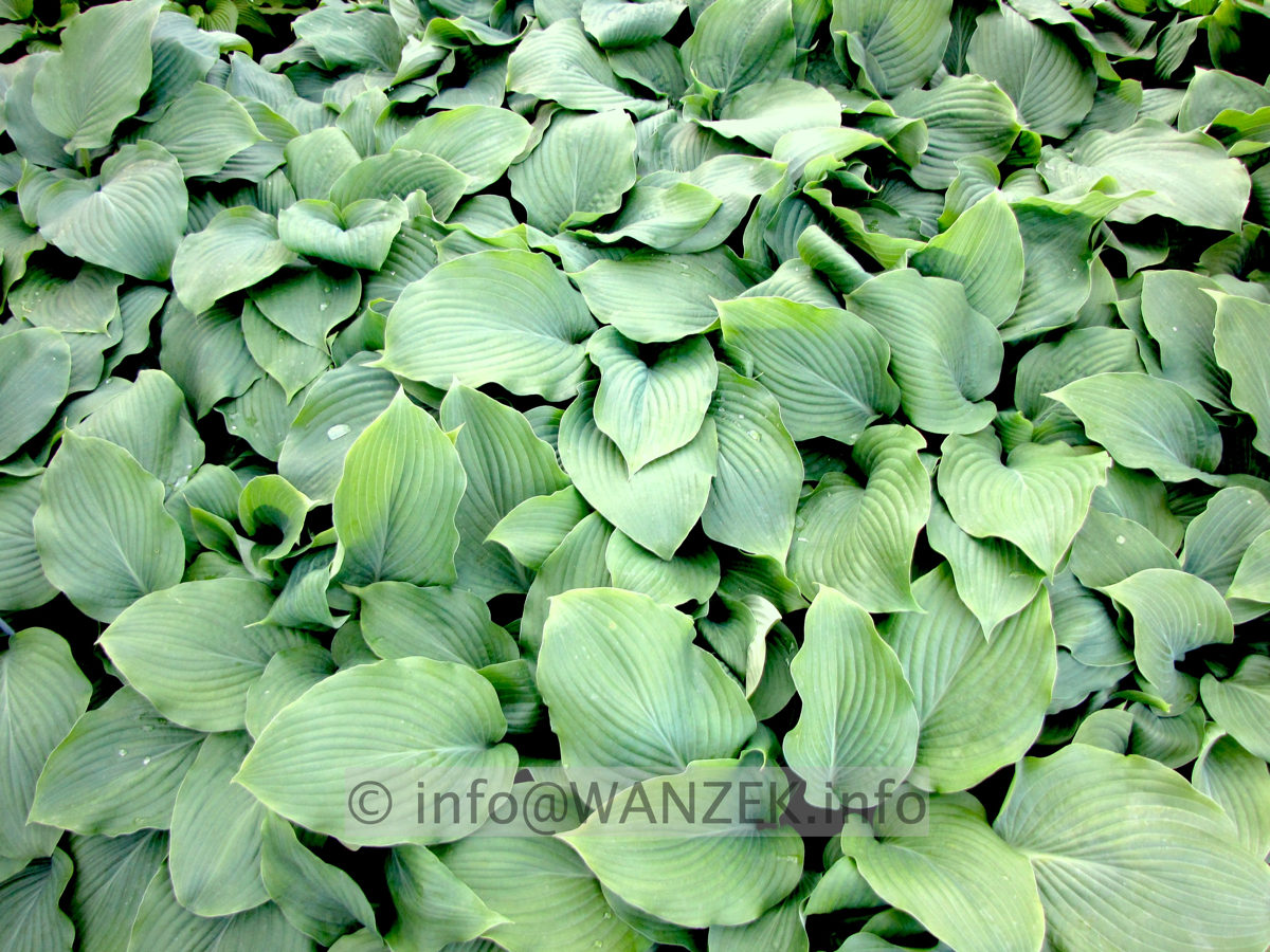 Hosta Hybride Henrieke flaechig2.JPG